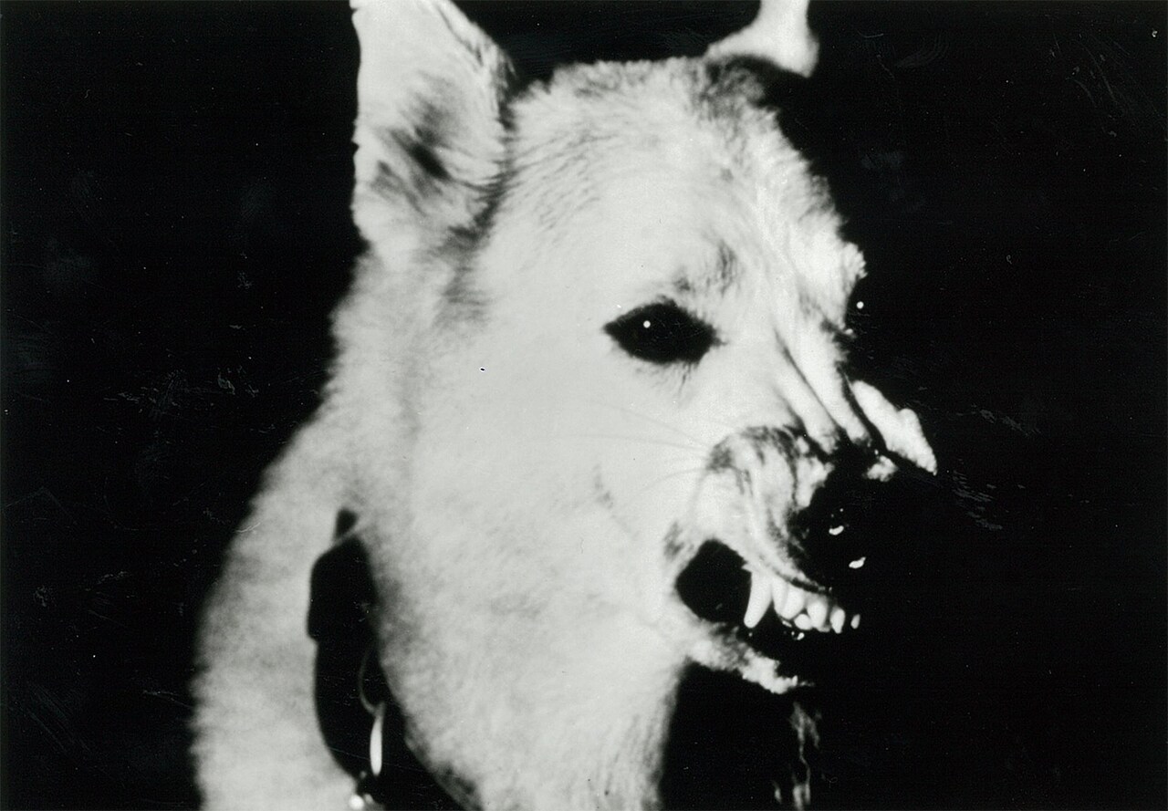 「ホワイト・ドッグ／魔犬」