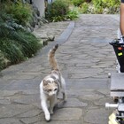 野良猫ミイの1日を追いかけよう、「先生と迷い猫」劇場マナーCM
