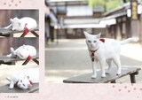 猫侍」猫だらけの写真集発売、白猫・玉之丞のオフショットや撮り下ろし  