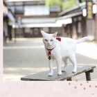 「猫侍」猫だらけの写真集発売、白猫・玉之丞のオフショットや撮り下ろしも