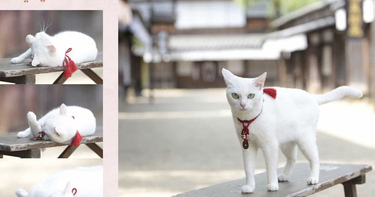 nekozamurai_photobook_20150818 