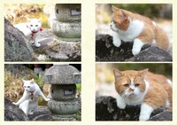 「玉之丞とゆかいな仲間たち」 (c)KADOKAWA CORPORATION 2015