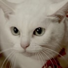 「猫侍」ドラマ主題歌がCD化、玉之丞の愛らしい姿が満載のMV公開