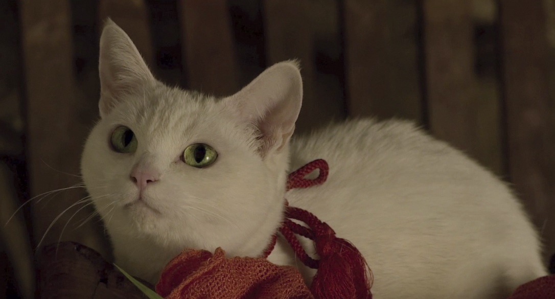 「猫侍 南の島へ行く」 (c)2015「続・猫侍」製作委員会