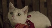 「猫侍 南の島へ行く」 (c)2015「続・猫侍」製作委員会