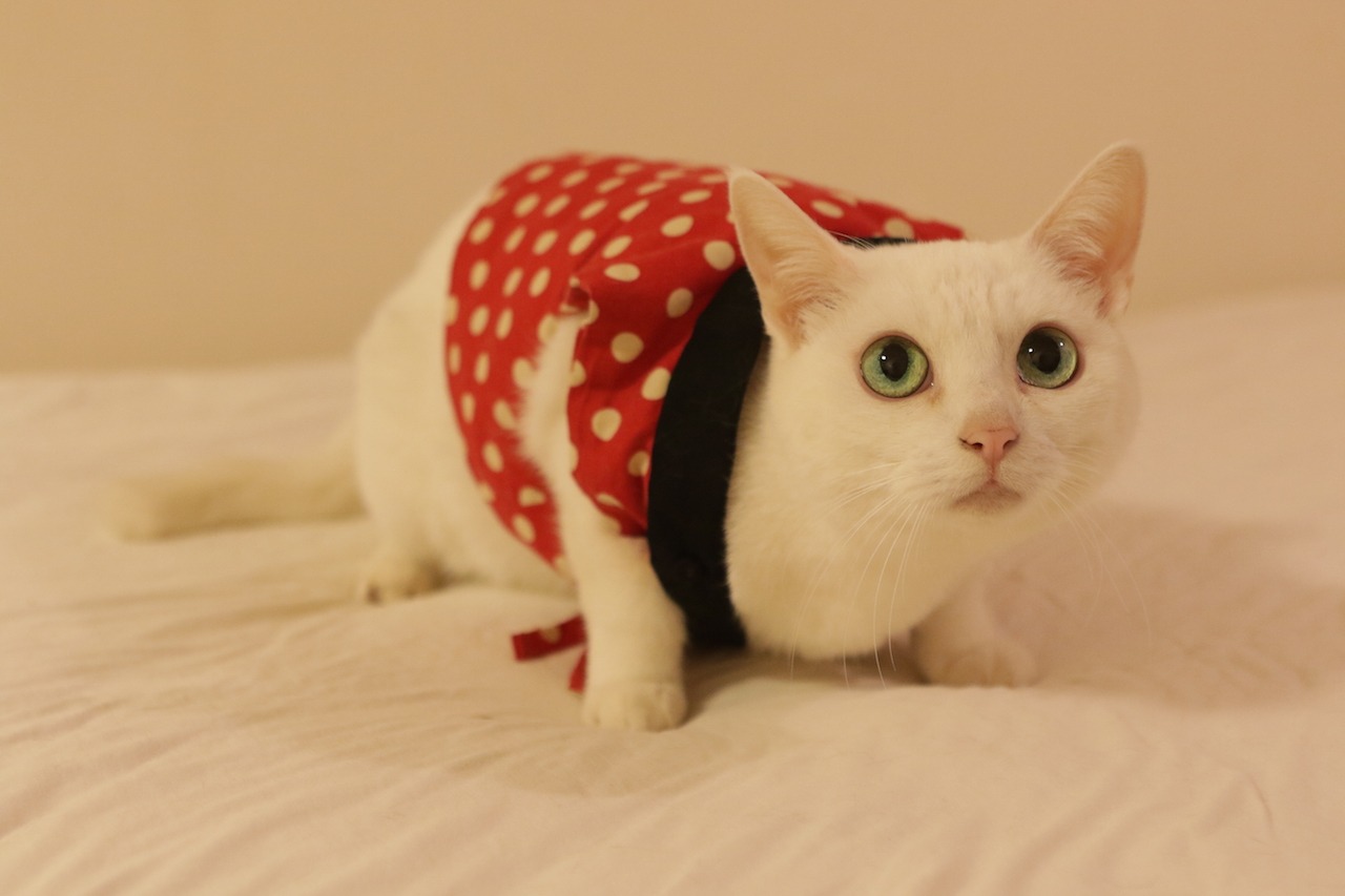 「猫侍 南の島へ行く」 (c)2015「続・猫侍」製作委員会