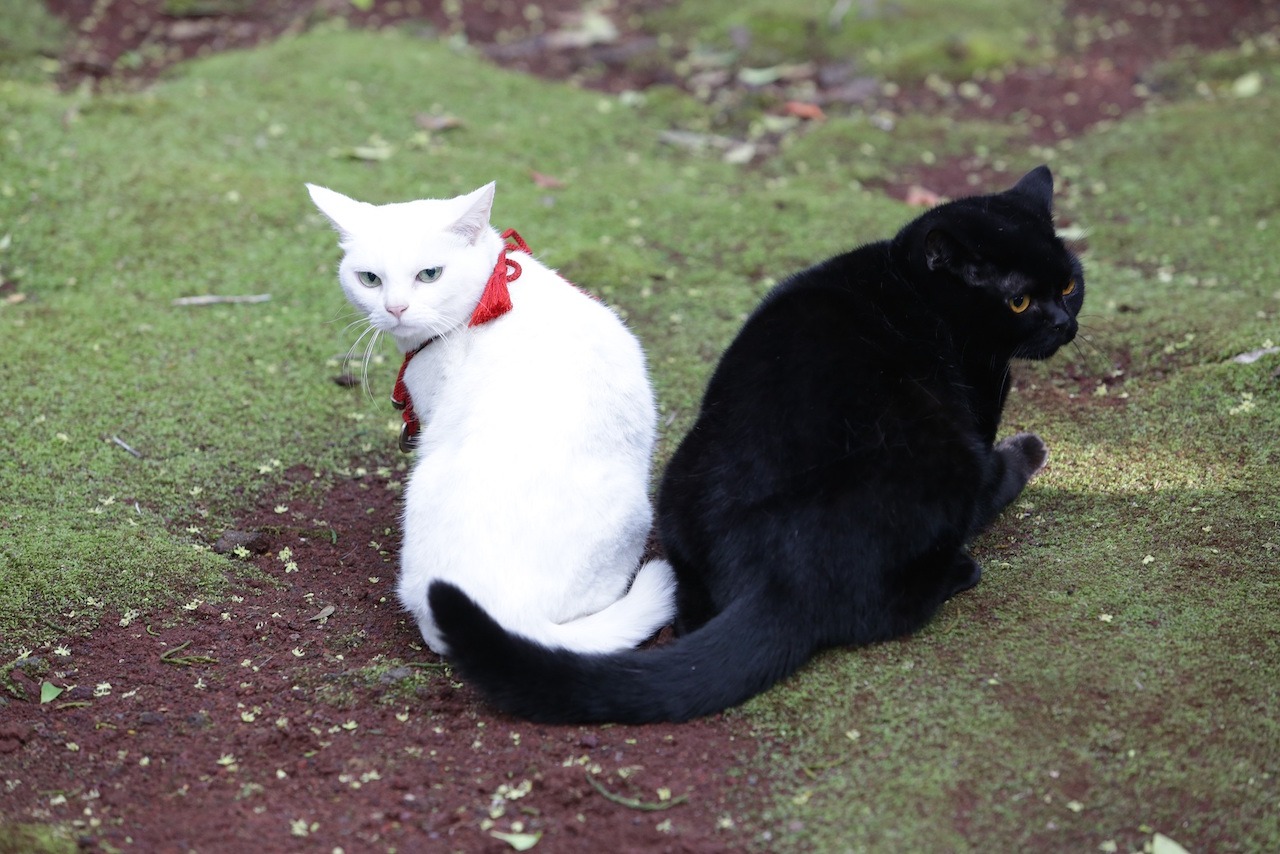 「猫侍 南の島へ行く」 (c)2015「続・猫侍」製作委員会