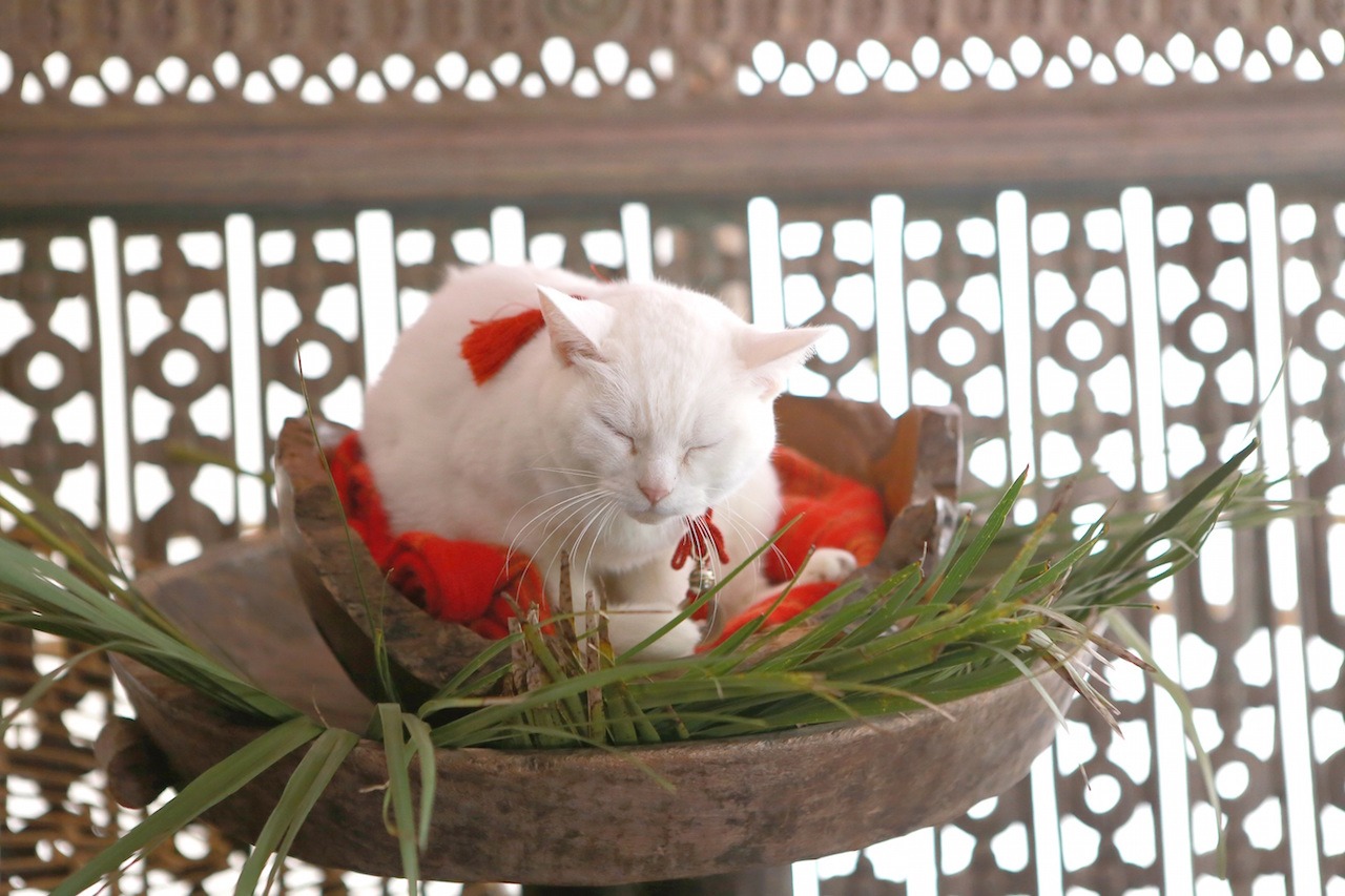 「猫侍 南の島へ行く」 (c)2015「続・猫侍」製作委員会