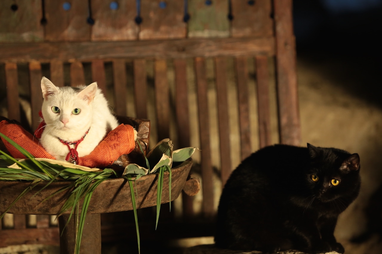「猫侍 南の島へ行く」 (c)2015「続・猫侍」製作委員会