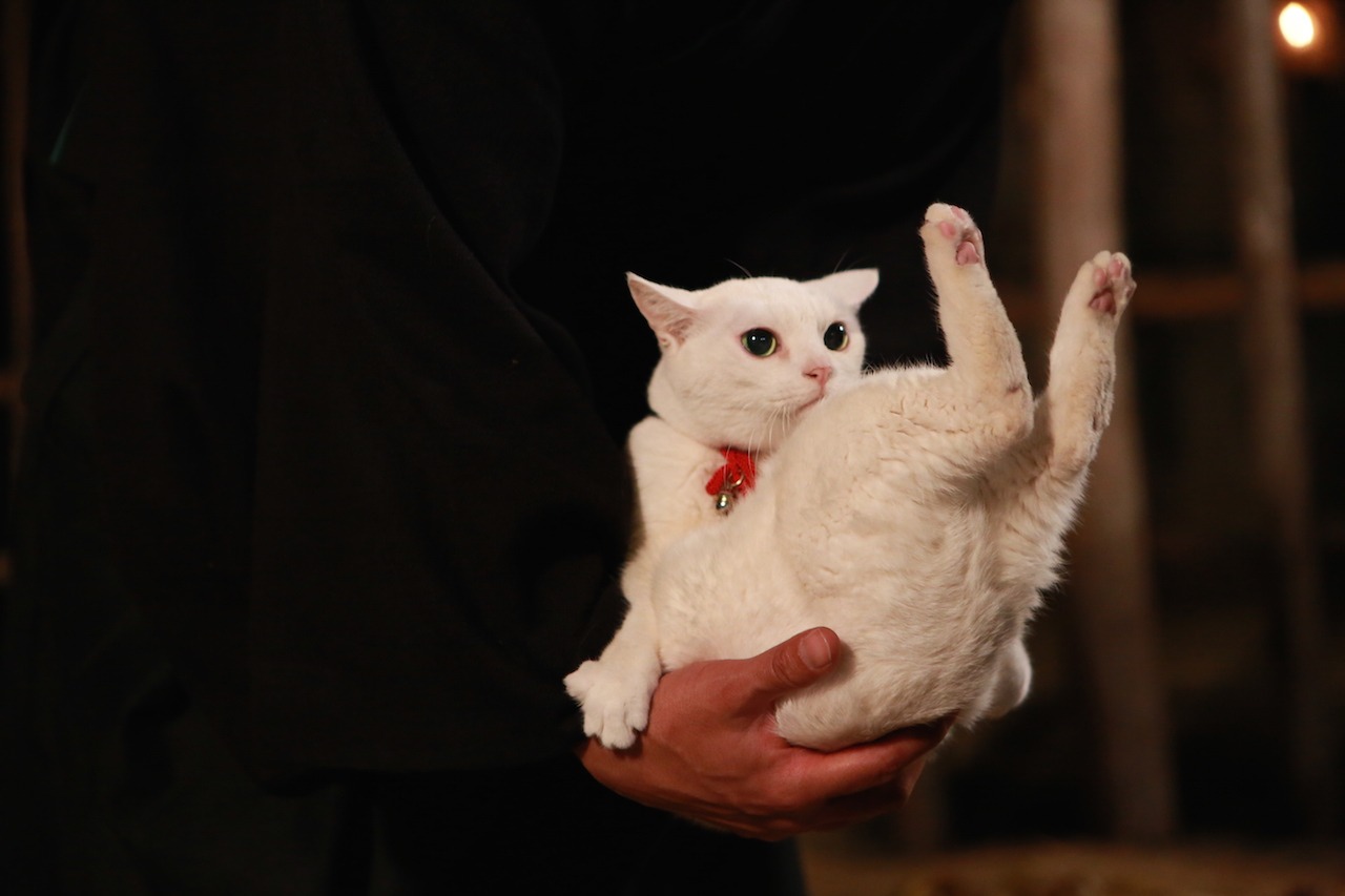「猫侍 南の島へ行く」 (c)2015「続・猫侍」製作委員会