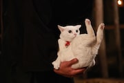 「猫侍 南の島へ行く」 (c)2015「続・猫侍」製作委員会