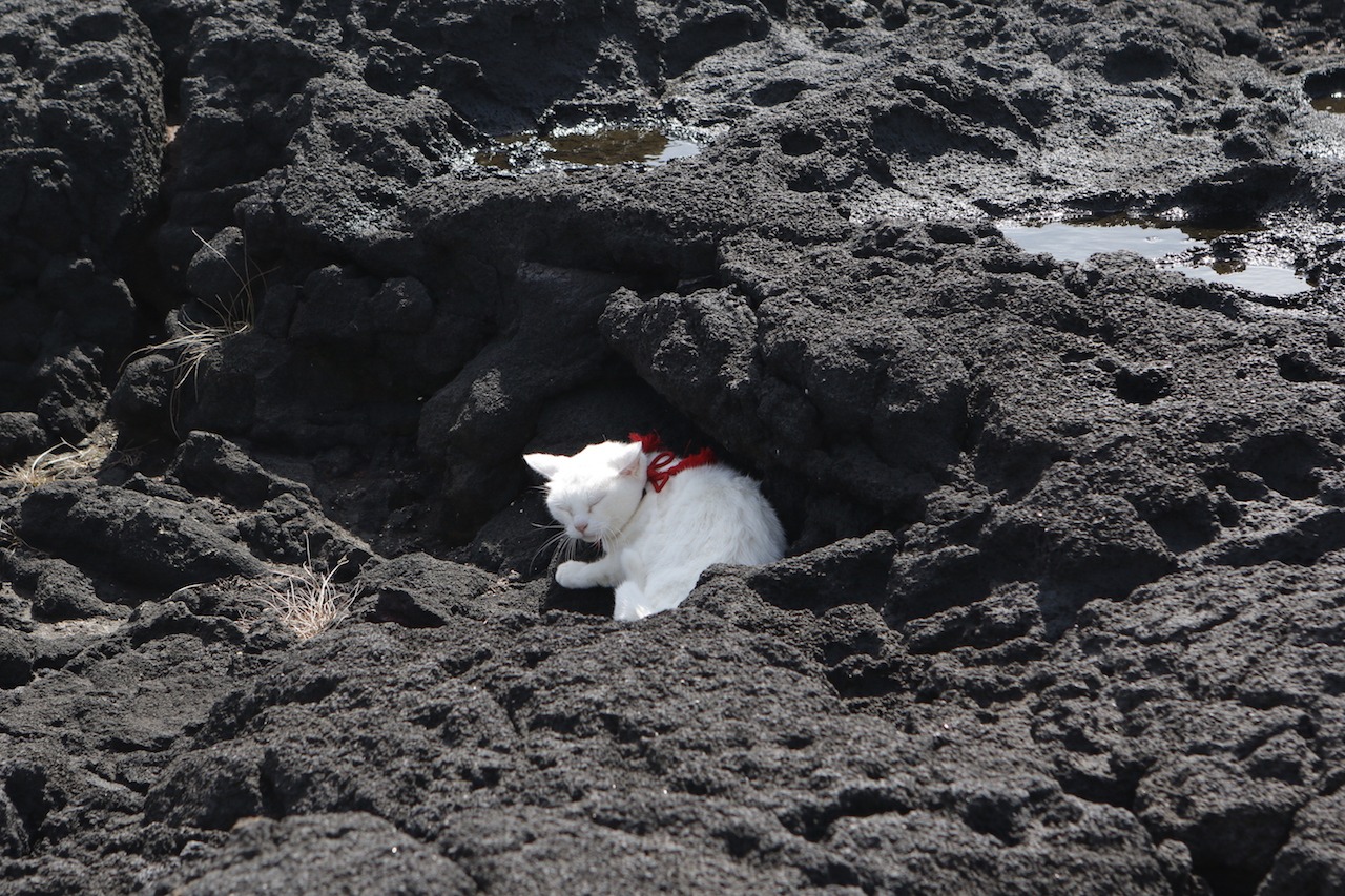「猫侍 南の島へ行く」 (c)2015「続・猫侍」製作委員会