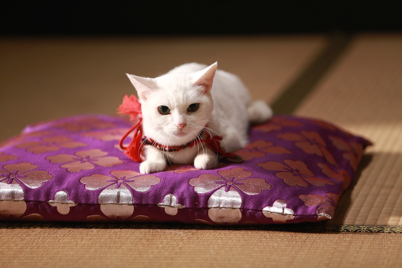 「猫侍 南の島へ行く」 (c)2015「続・猫侍」製作委員会