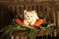 「猫侍 南の島へ行く」 (c)2015「続・猫侍」製作委員会