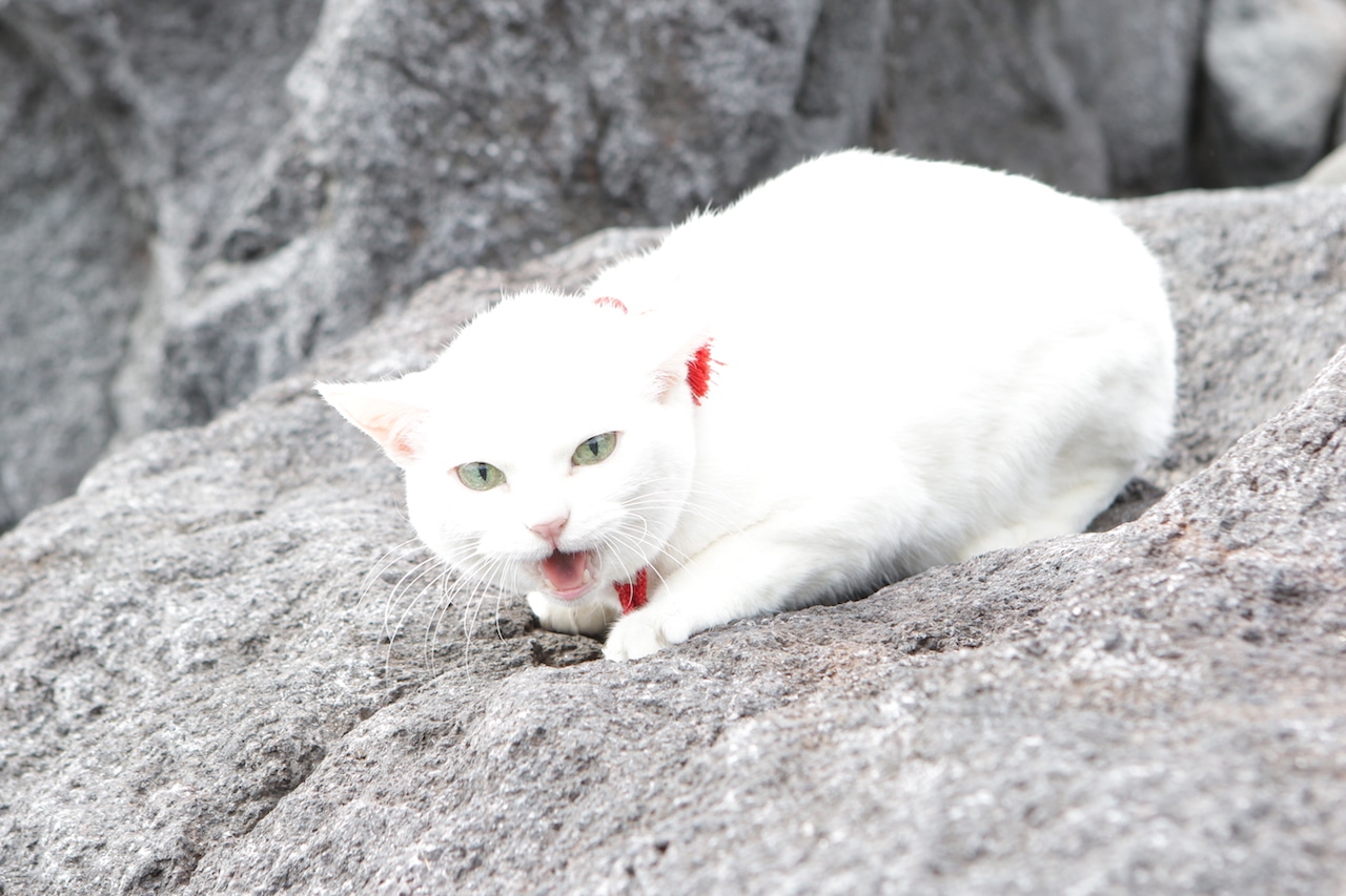 「猫侍 南の島へ行く」 (c)2015「続・猫侍」製作委員会