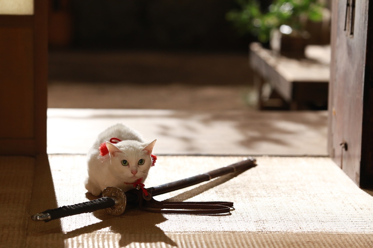 「猫侍 南の島へ行く」 (c)2015「続・猫侍」製作委員会