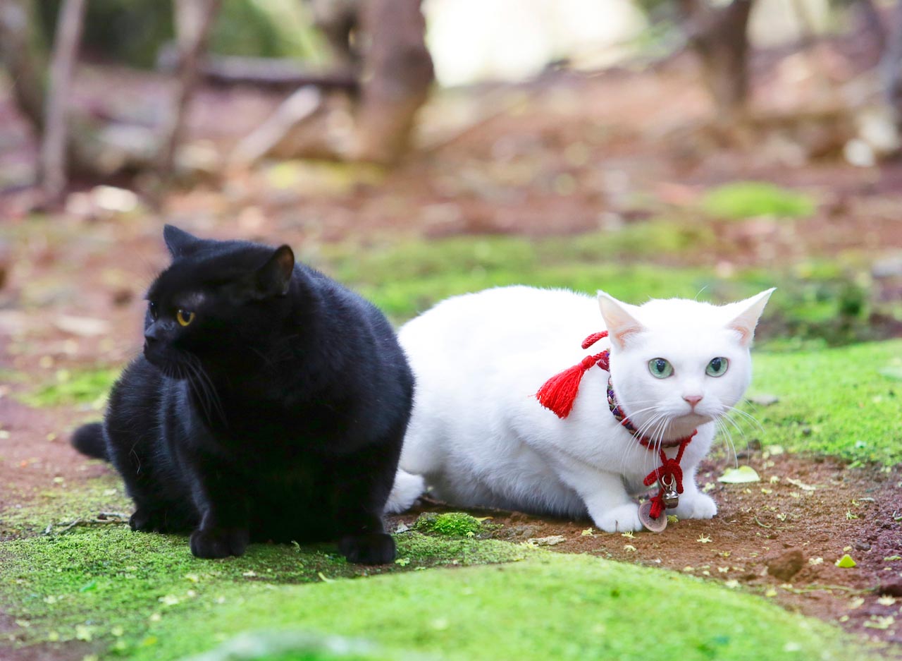 「猫侍 南の島へ行く」 (c)2015「続・猫侍」製作委員会