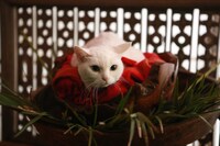 「猫侍 南の島へ行く」 (c)2015「続・猫侍」製作委員会