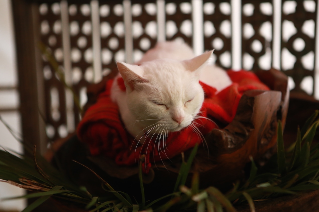 「猫侍 南の島へ行く」 (c)2015「続・猫侍」製作委員会