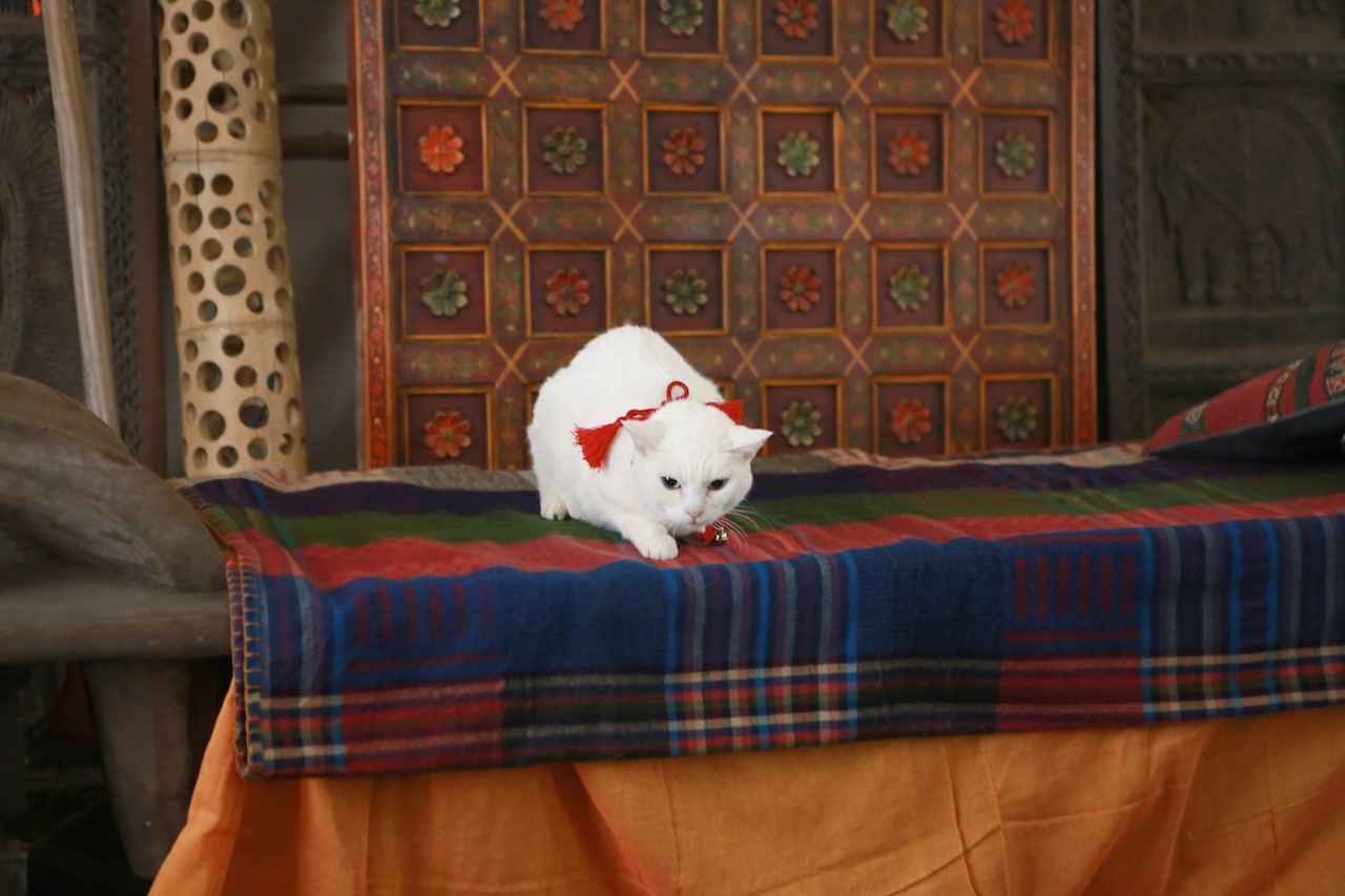 「猫侍 南の島へ行く」 (c)2015「続・猫侍」製作委員会