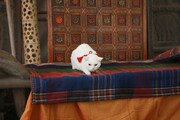 「猫侍 南の島へ行く」 (c)2015「続・猫侍」製作委員会