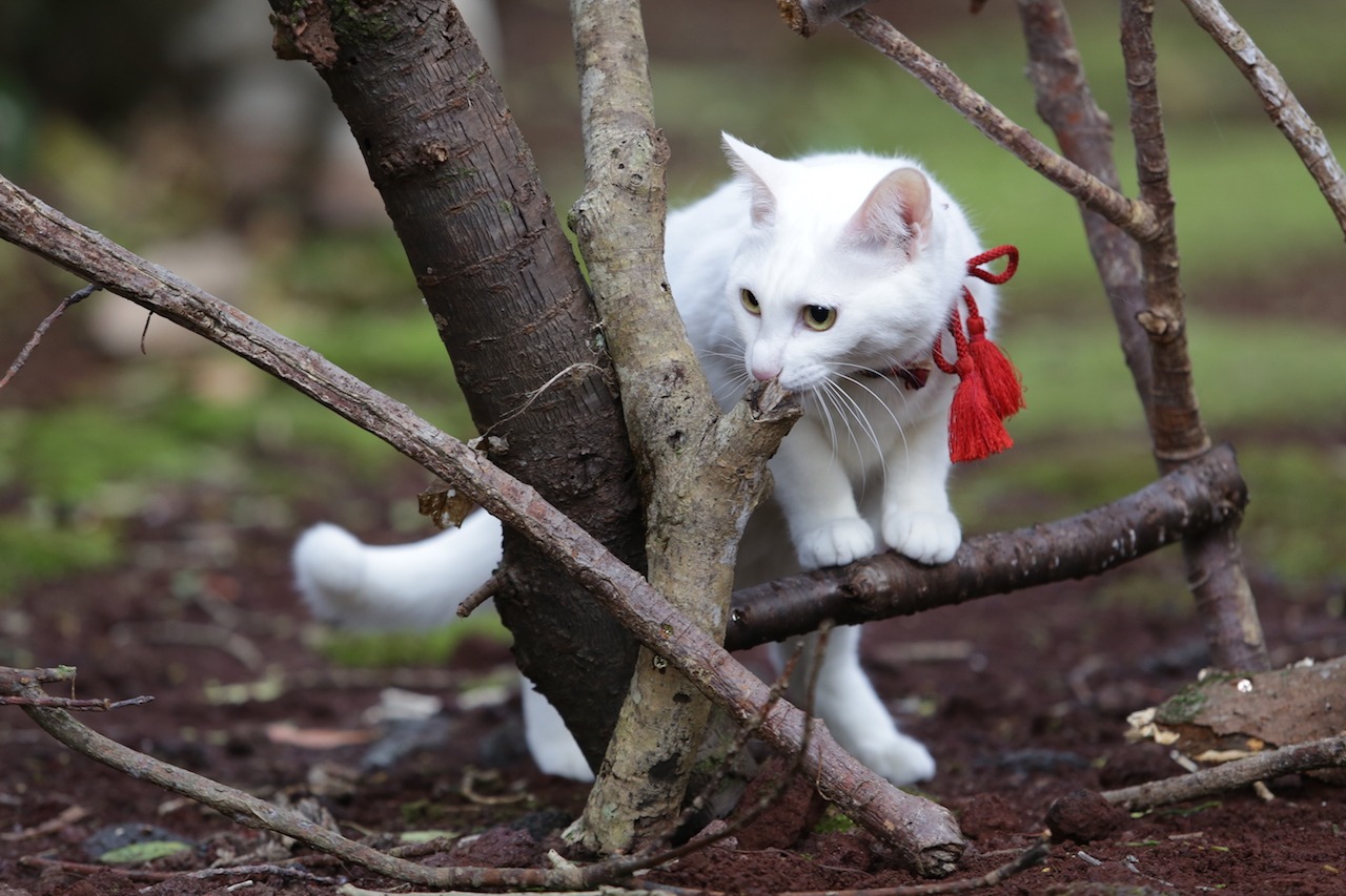 「猫侍 南の島へ行く」 (c)2015「続・猫侍」製作委員会