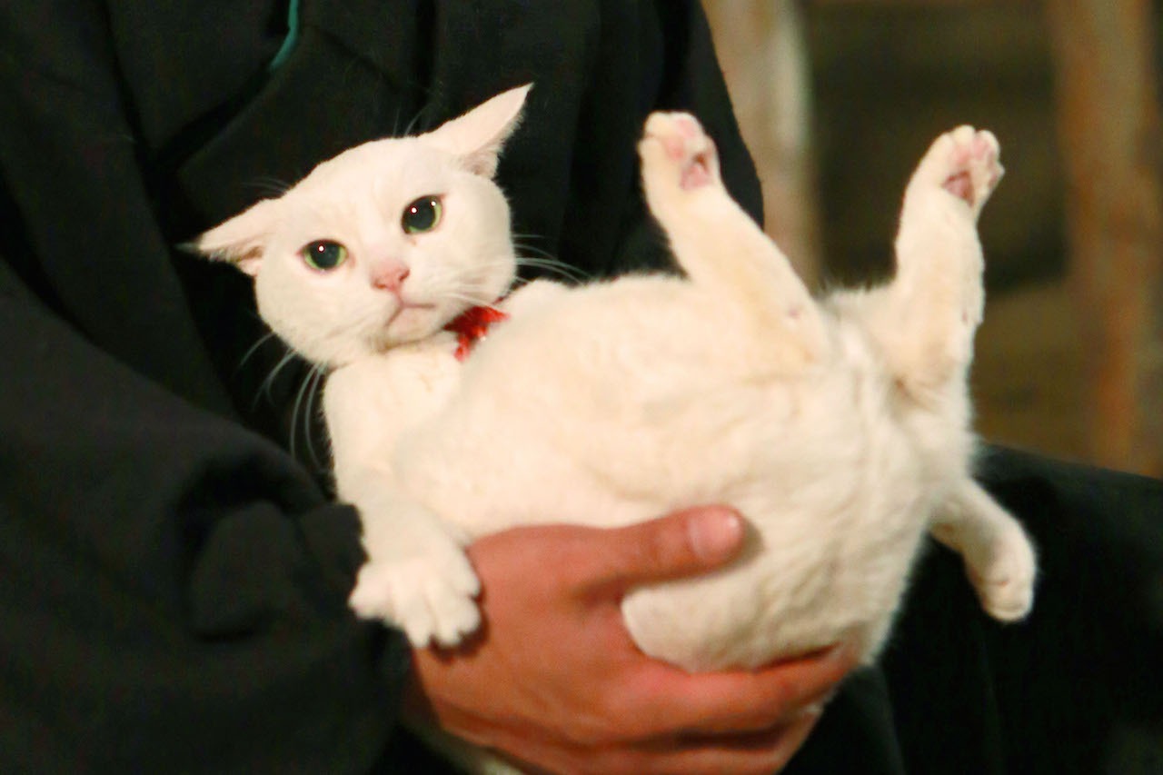 「猫侍 南の島へ行く」 (c)2015「続・猫侍」製作委員会