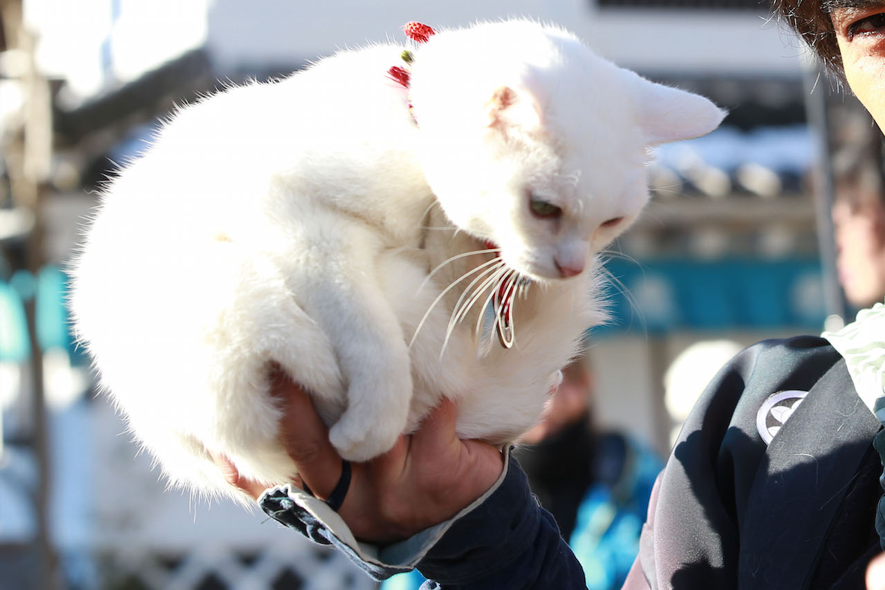 「猫侍 南の島へ行く」 (c)2015「続・猫侍」製作委員会