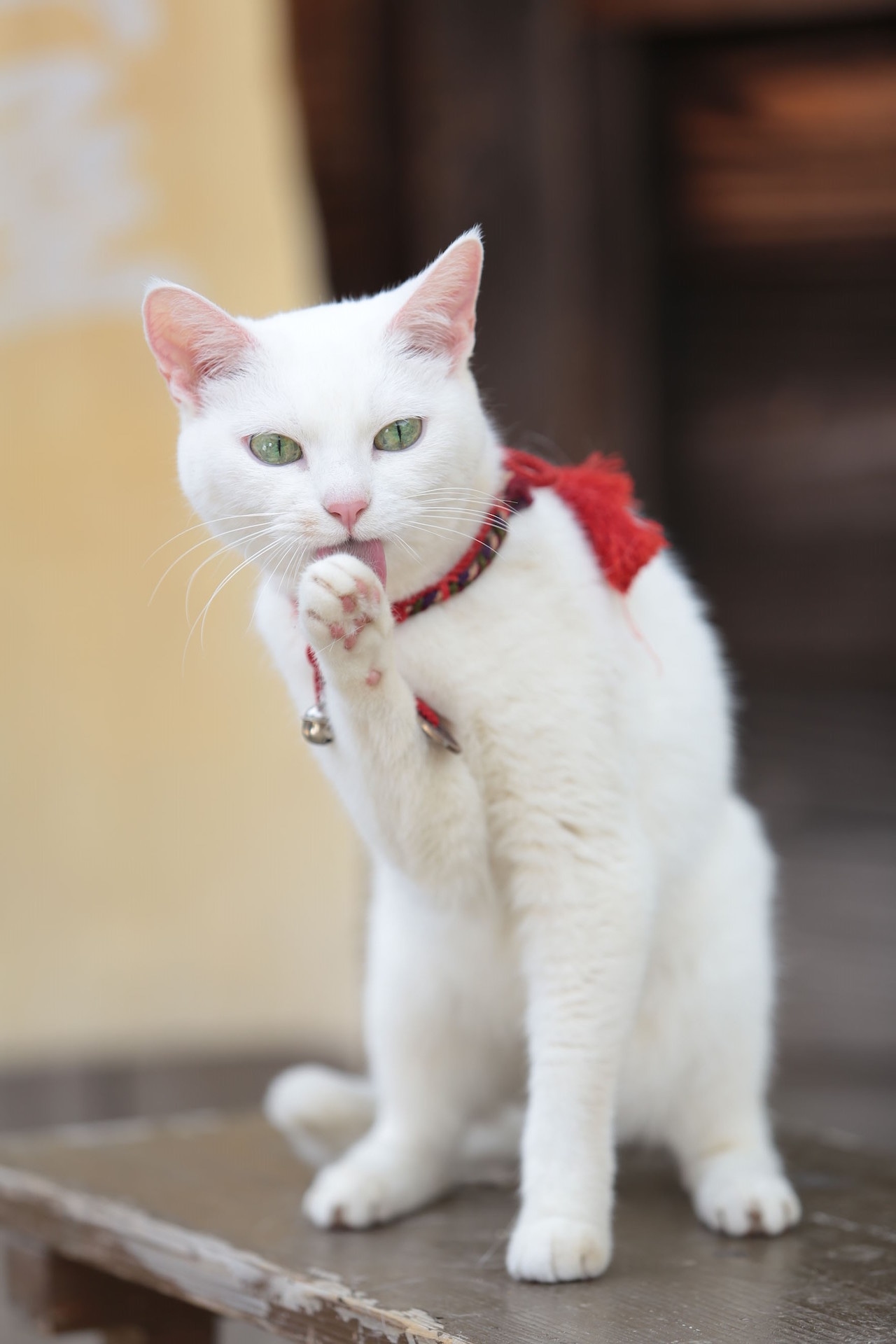 「猫侍 南の島へ行く」 (c)2015「続・猫侍」製作委員会