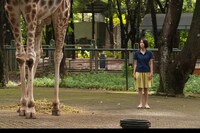 「動物園からのポストカード」（インドネシア・ドイツ・香港 / 2012年）