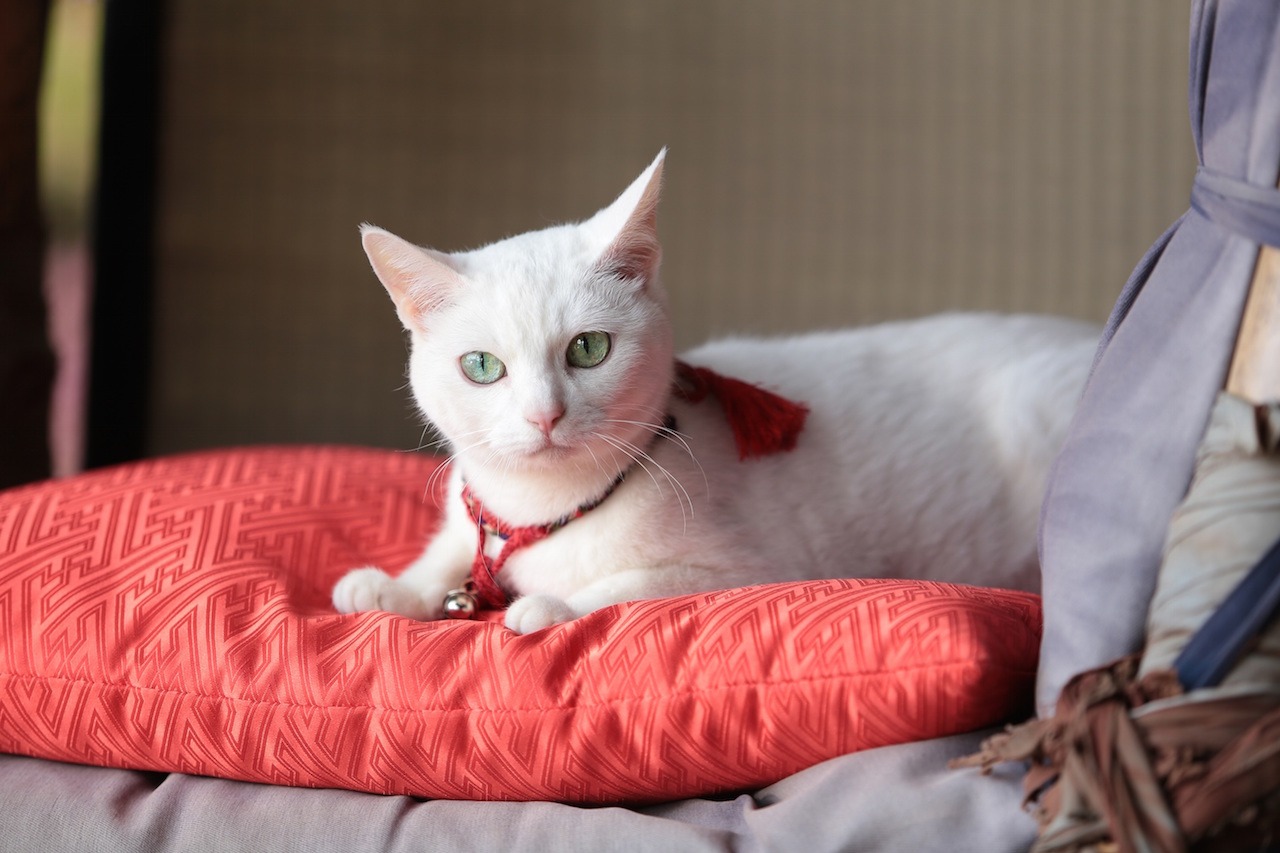 「猫侍 南の島へ行く」 (c)2015「続・猫侍」製作委員会