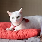 「猫侍」24分半の特別映像、白猫あなごがくつろぐ様子やメイキングなどを収録