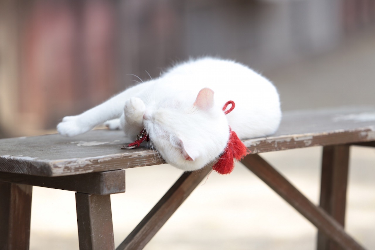 「猫侍 南の島へ行く」 (c)2015「続・猫侍」製作委員会