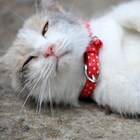 「先生と迷い猫」“女優猫”ドロップの初写真集、表紙で泣きの演技