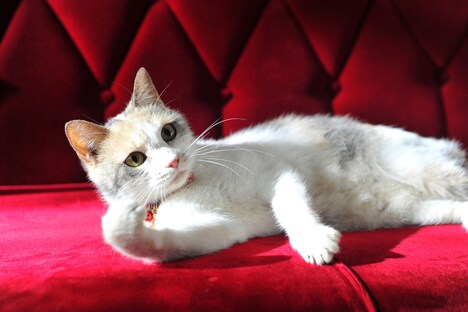 「迷い猫 映画『先生と迷い猫』公式写真集」より。（撮影：関由香、中岡美樹）