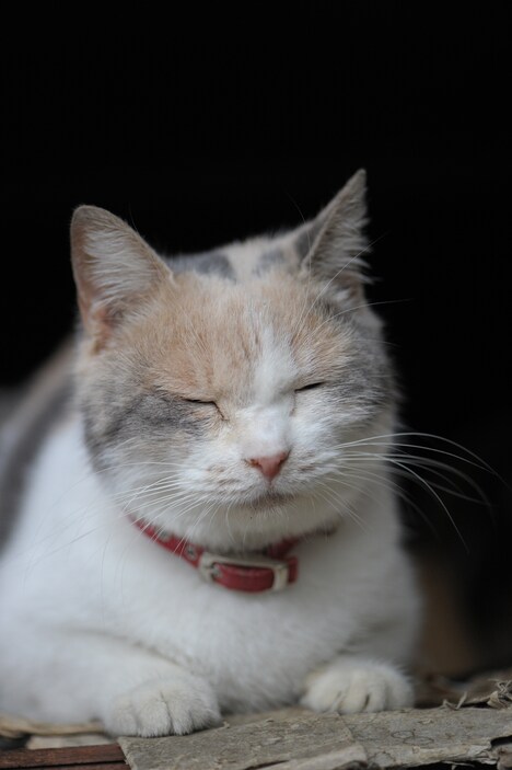 「迷い猫 映画『先生と迷い猫』公式写真集」より。（撮影：関由香、中岡美樹）