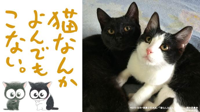 「猫なんかよんでもこない。」クラウドファンディングビジュアル