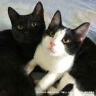 「猫なんかよんでもこない。」公開記念、“猫映画祭”に向けたプロジェクト始動