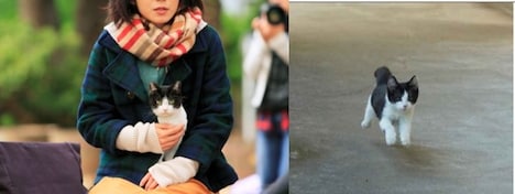 「猫なんかよんでもこない。」クラウドファンディングビジュアル