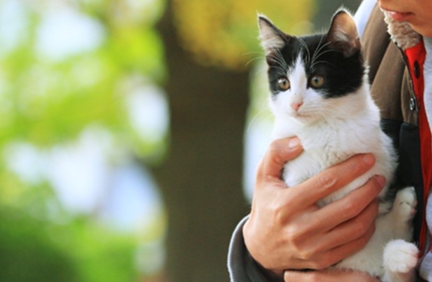 「猫なんかよんでもこない。」クラウドファンディングビジュアル