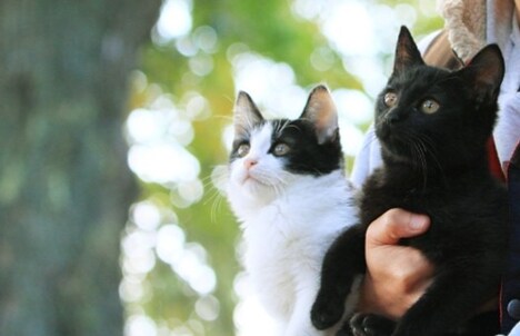 「猫なんかよんでもこない。」クラウドファンディングビジュアル