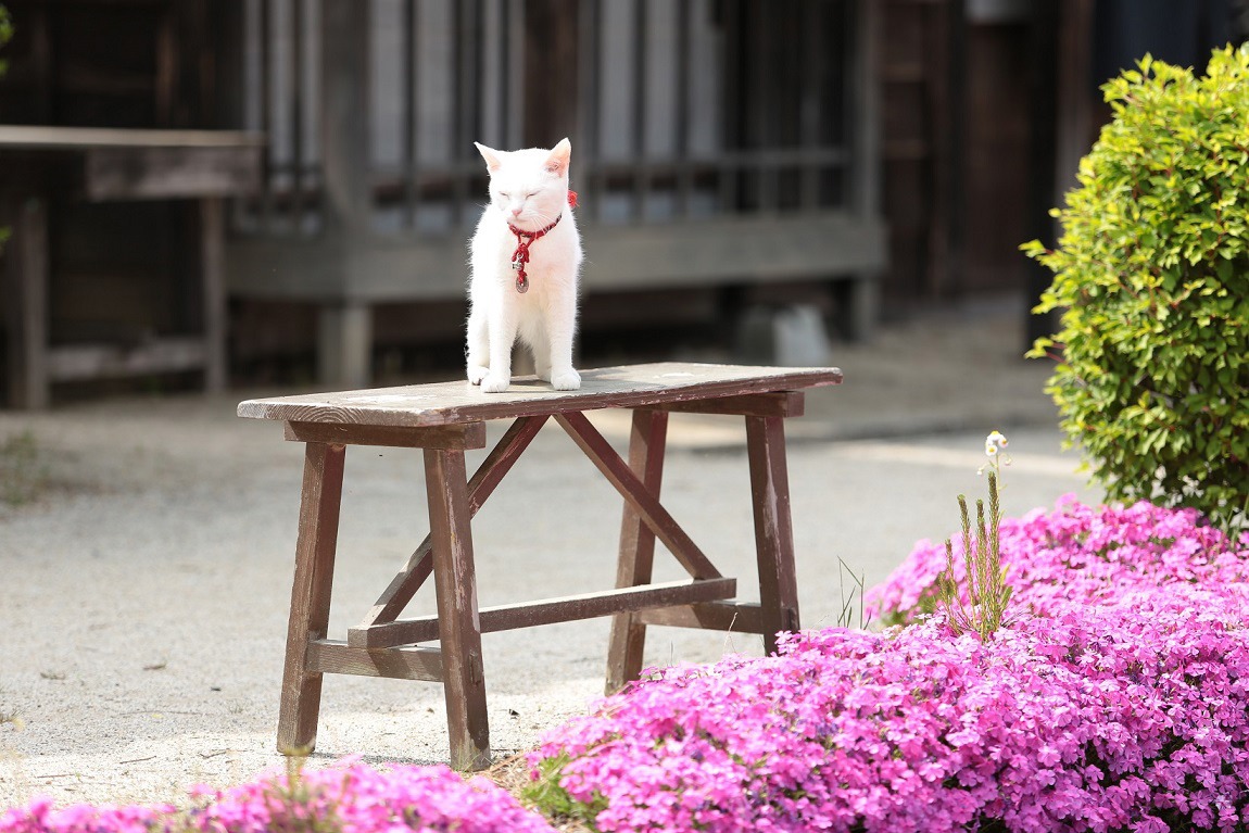 「猫侍 南の島へ行く」 (c)2015「続・猫侍」製作委員会