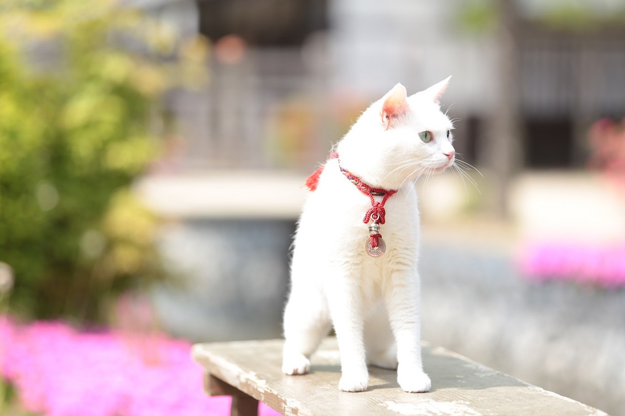 「猫侍 南の島へ行く」 (c)2015「続・猫侍」製作委員会