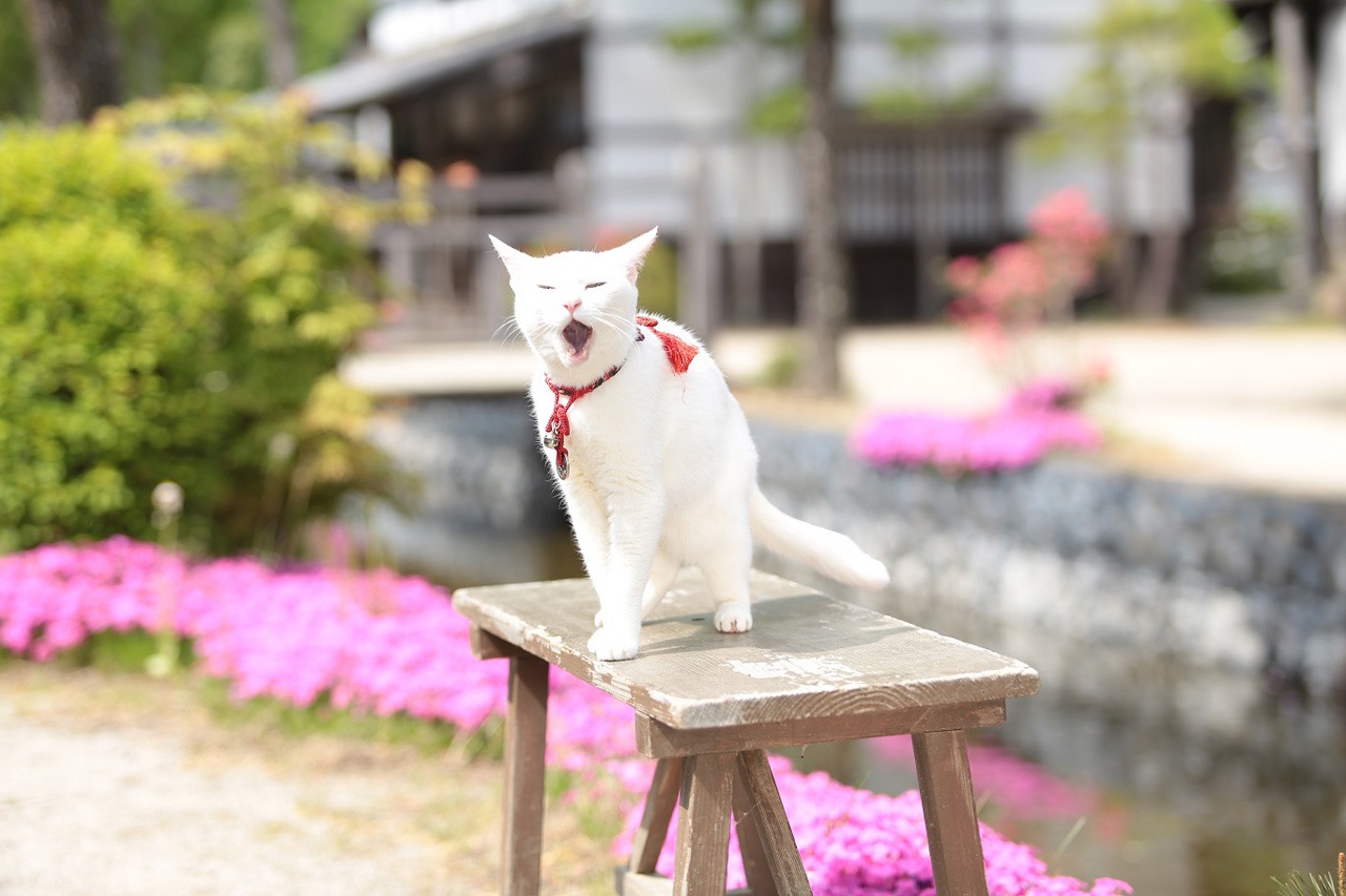 「猫侍 南の島へ行く」 (c)2015「続・猫侍」製作委員会