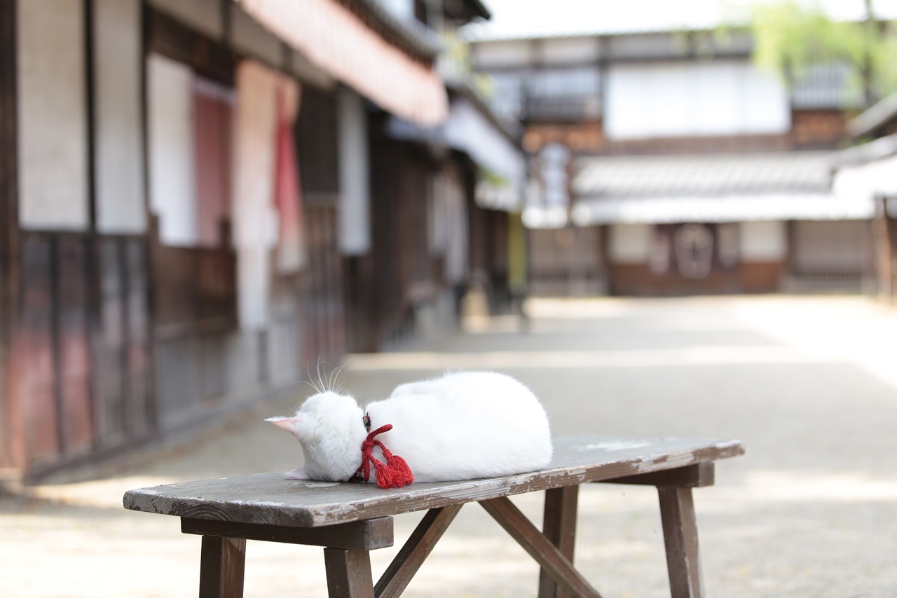 「猫侍 南の島へ行く」 (c)2015「続・猫侍」製作委員会