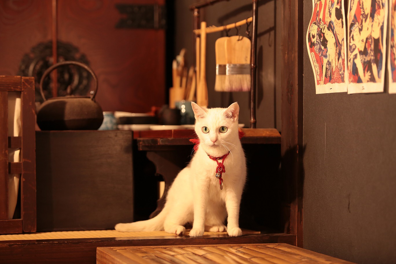 「猫侍 南の島へ行く」 (c)2015「続・猫侍」製作委員会