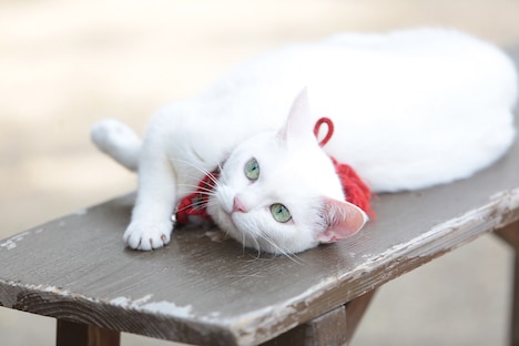 「猫侍 南の島へ行く」 (c)2015「続・猫侍」製作委員会