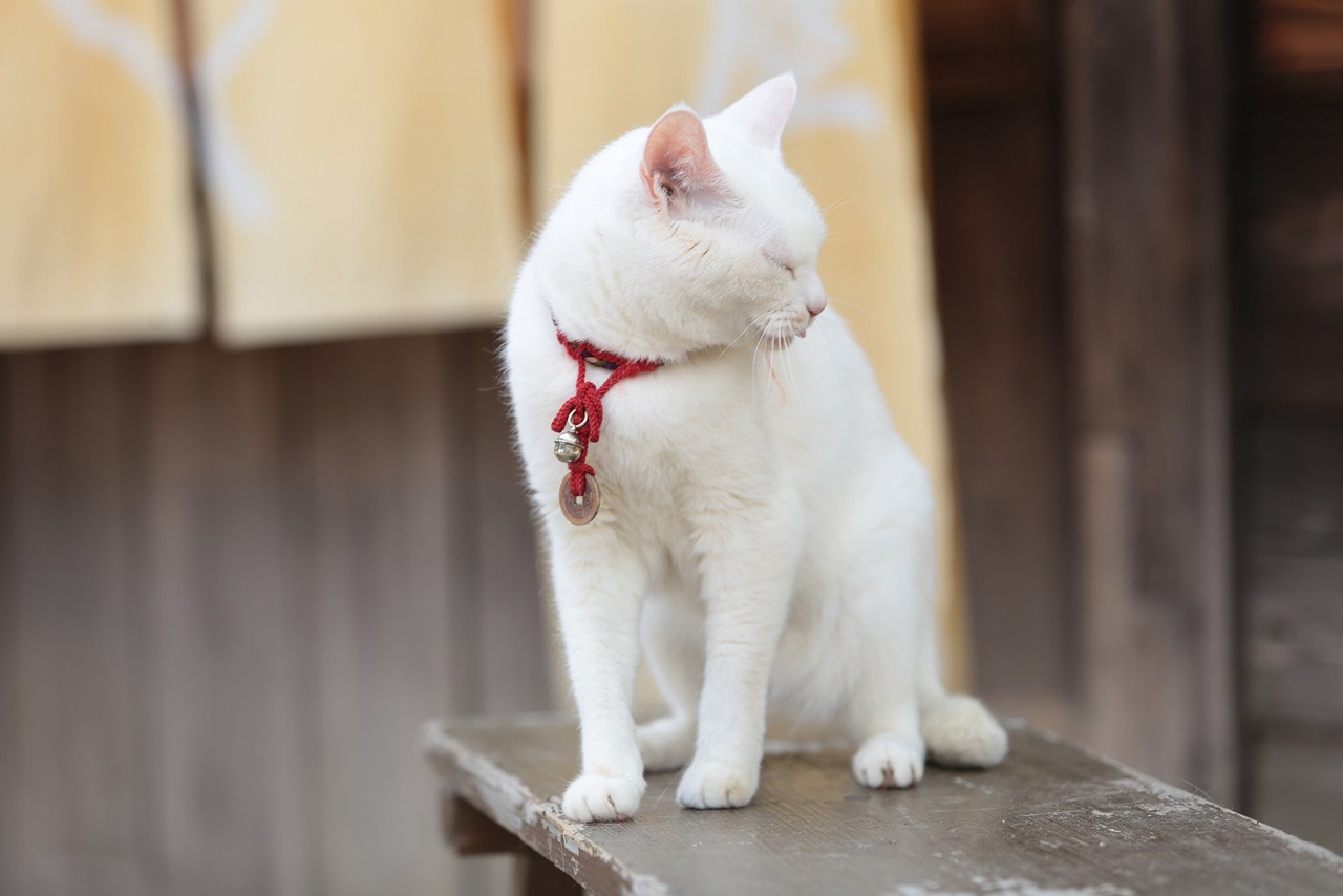 「猫侍 南の島へ行く」 (c)2015「続・猫侍」製作委員会