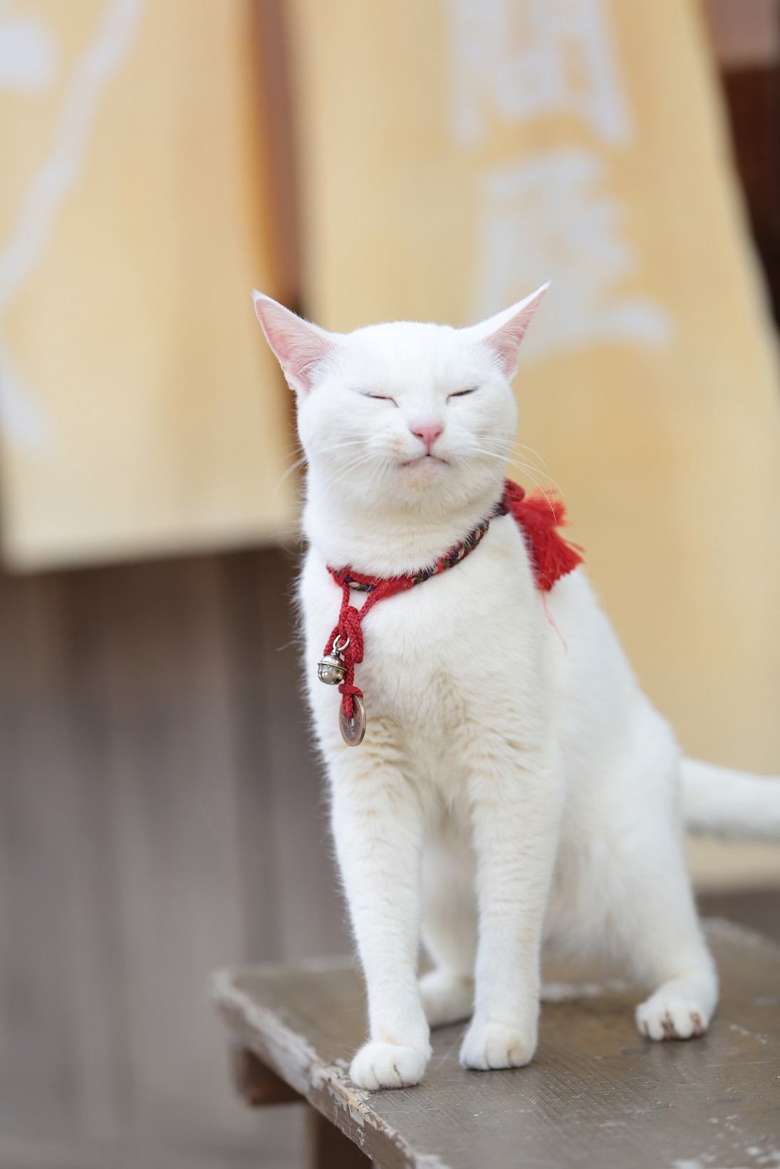 「猫侍 南の島へ行く」 (c)2015「続・猫侍」製作委員会