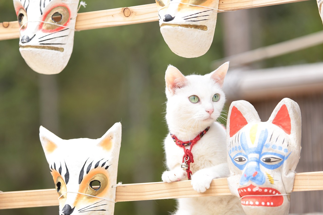 「猫侍 南の島へ行く」 (c)2015「続・猫侍」製作委員会